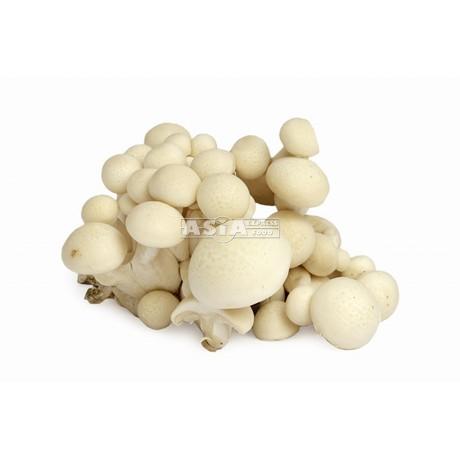 White Mushroom Shimeji