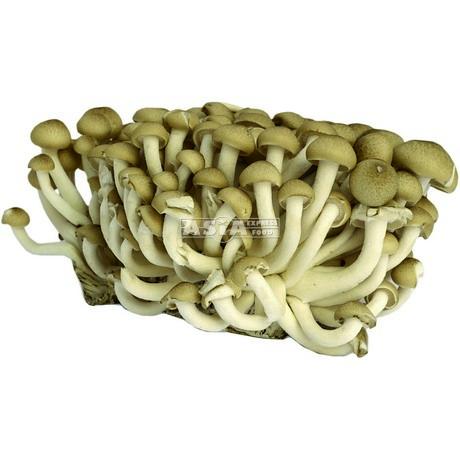 Brown Mushroom Shimeji