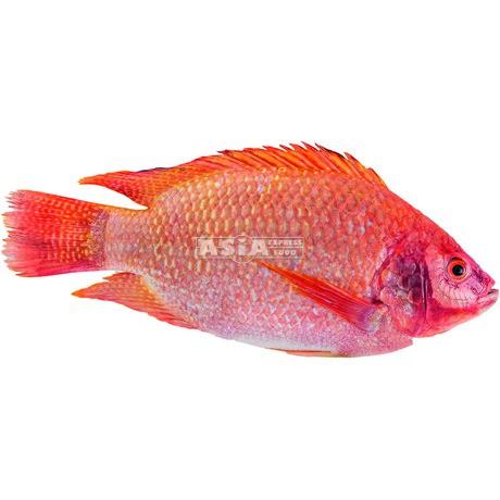 Roter Tilapia G&S IQF 3/500